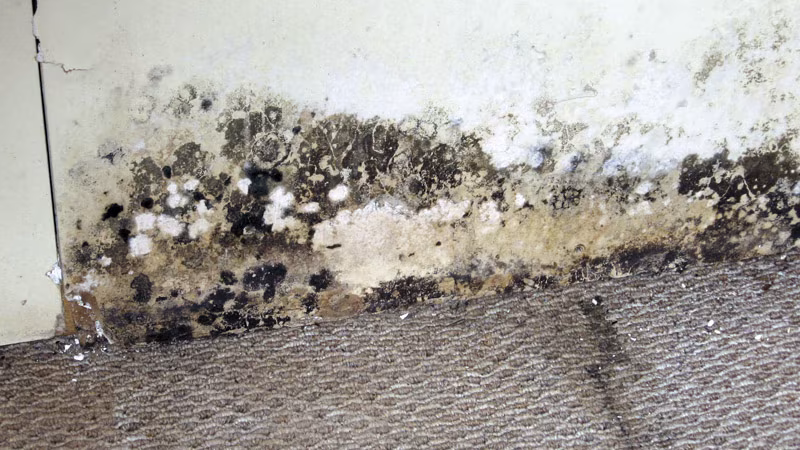 TecLine Schimmelentferner 5 l Kanister Schimmel, Schaden am Haus, Schimmelschaden