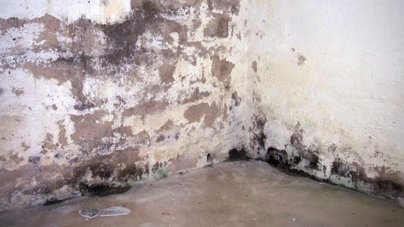 TecLine Schimmelentferner 500 ml Flasche, inkl. Sprühkopf Schimmel, Schaden am Haus, Schimmelschaden