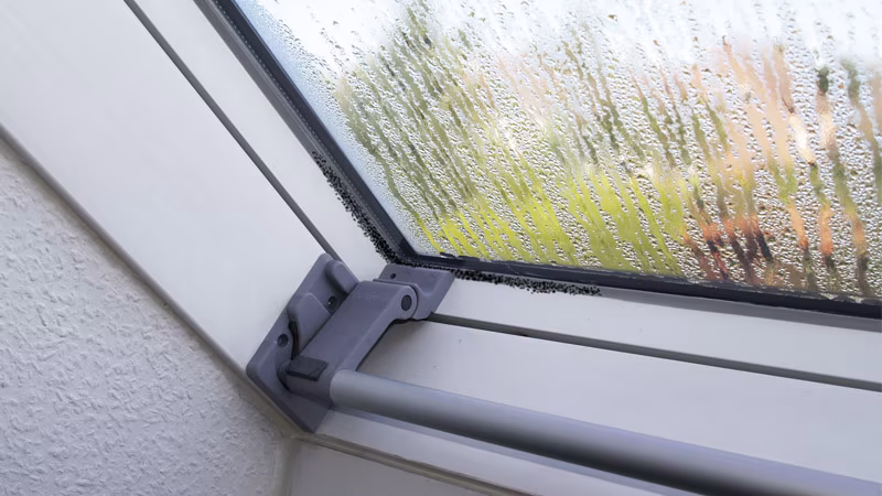 TecLine Schimmelentferner 5 l Kanister Fenster, Fensterbank