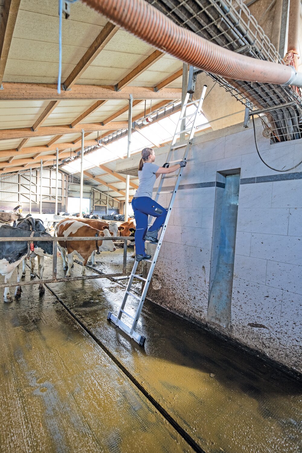 Milieubild 3814717 Munk Sprossen-Anlegeleiter mit Standard-Traverse 24-Sprossen