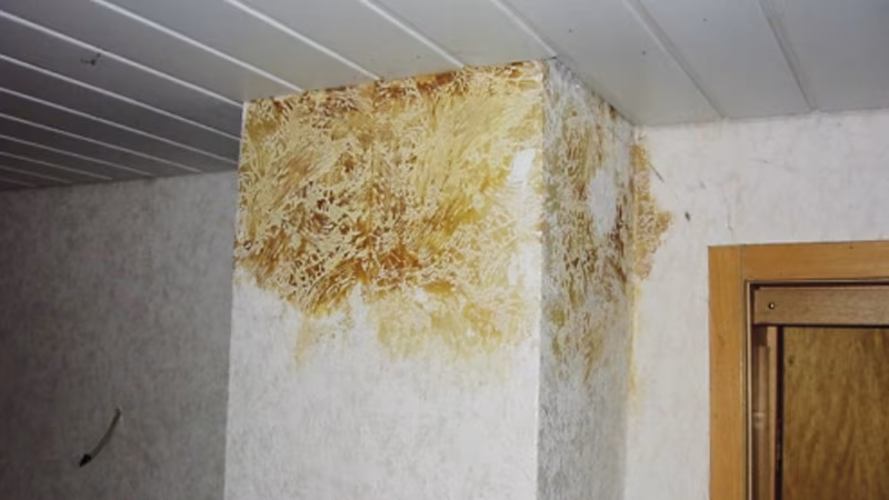 TecLine Sperr- und Isoliergrund 400 ml weiß Schimmel, Schaden am Haus, Schimmelschaden